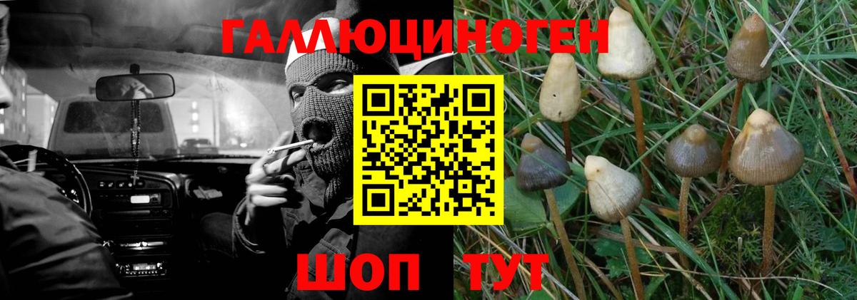 Псилоцибиновые грибы Psilocybine cubensis Ефремов
